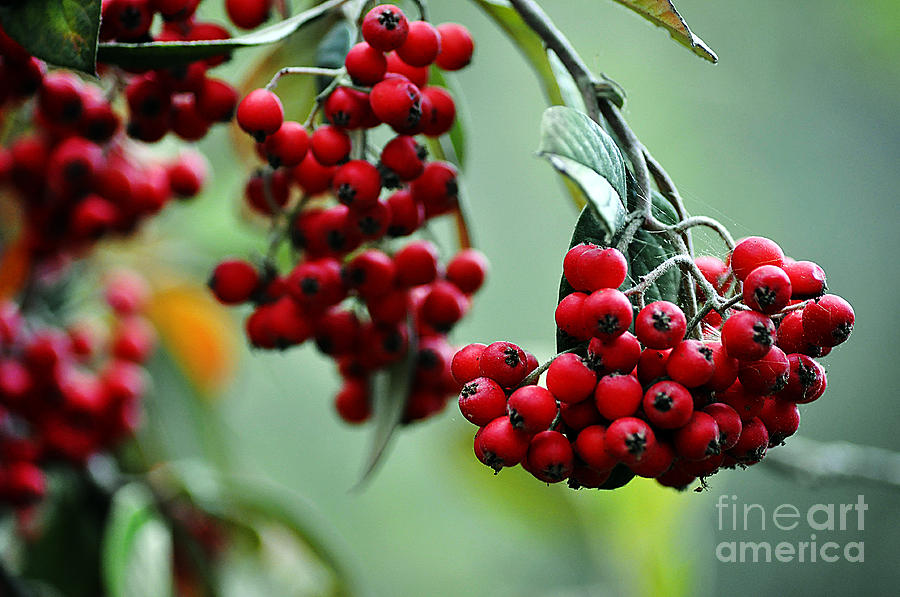 Red Berries Photograph by Clayton Bruster