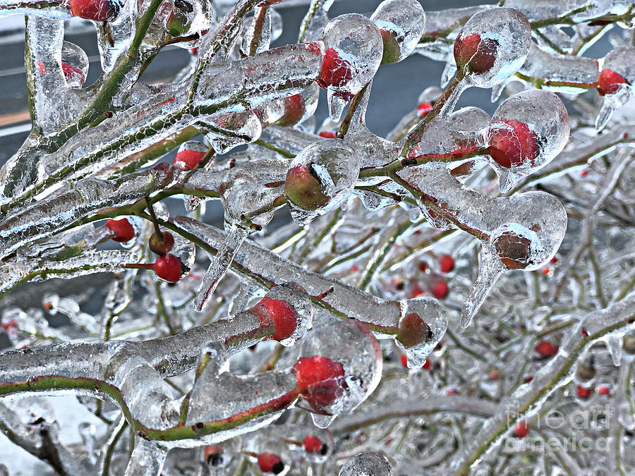 Red Berries covered in Ice Photograph by Randy Harris