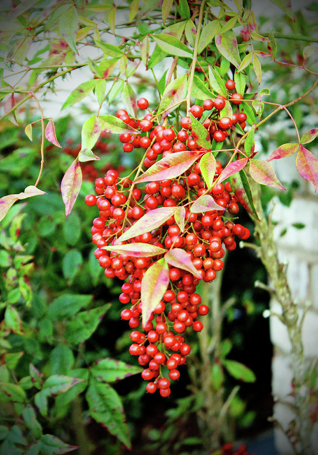 Red Berries  Photograph by Cynthia Guinn