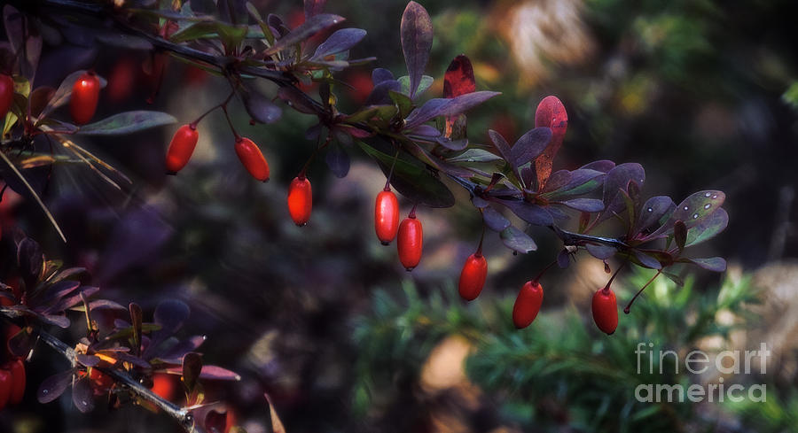 Red Berries in Autumn Photograph by Mary Machare