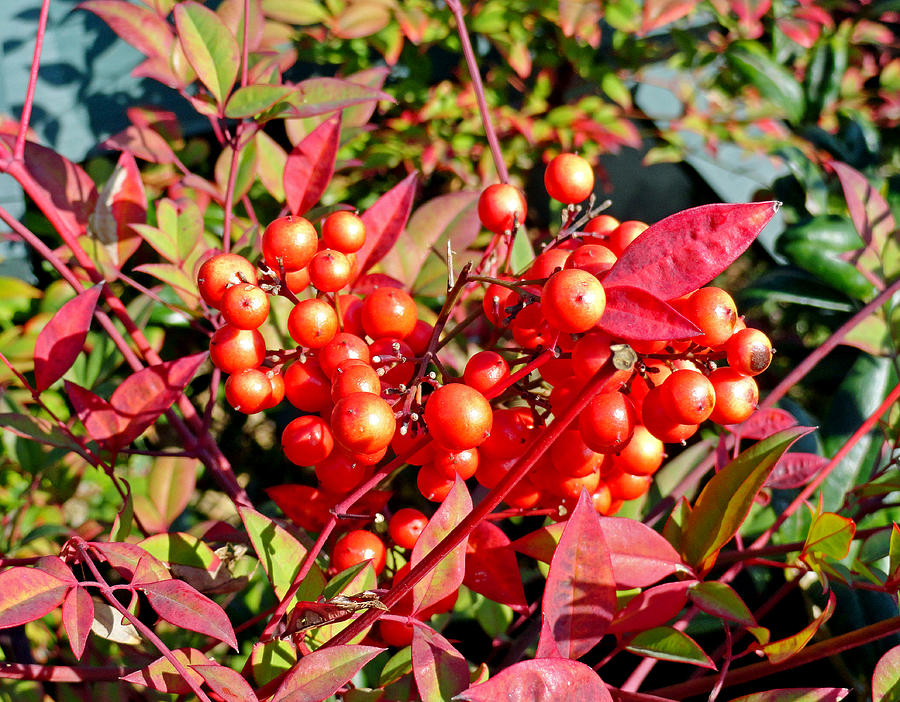 Red Berries in Fall Photograph by Robert Meyers-Lussier
