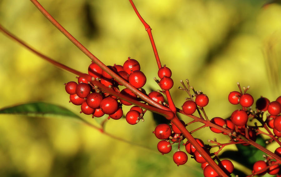 Red Berries in Golden Light Photograph by Cate Franklyn
