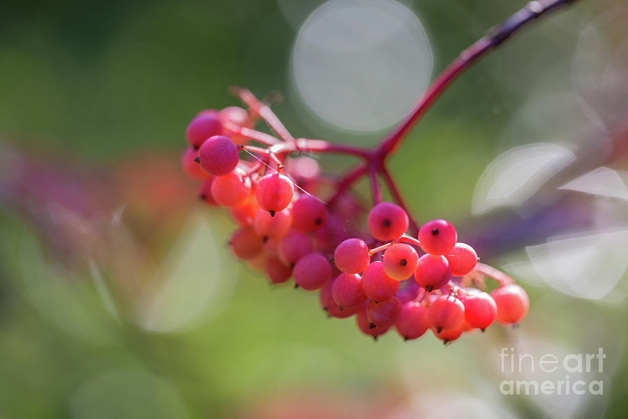 Nature Photograph - Red Berries in the Sun by Eva Lechner