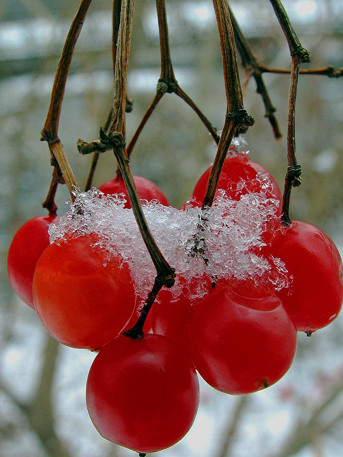 Winter Photograph - Red Berries in Winter by Juergen Roth