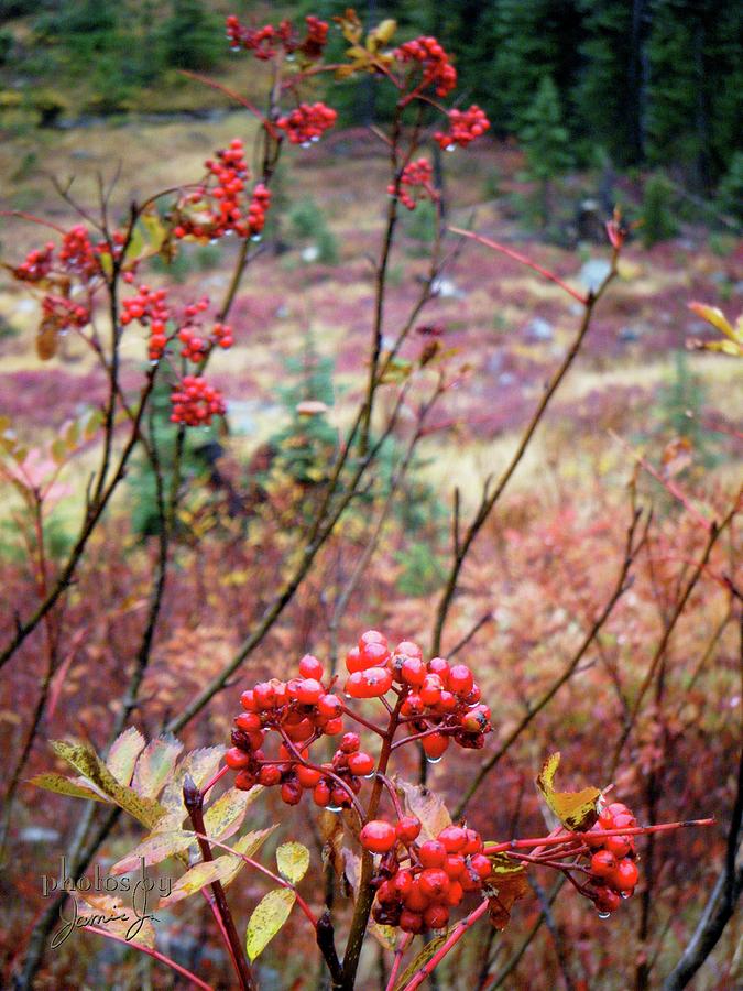 Red Berries Photograph by Jamie Johnson