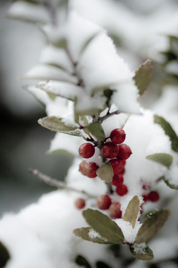 Winter Photograph - Red Berries by Jill Smith