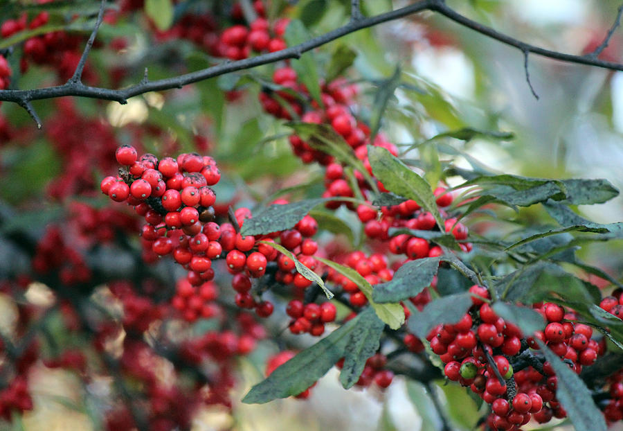 Red Berries Photograph by Lorraine Baum