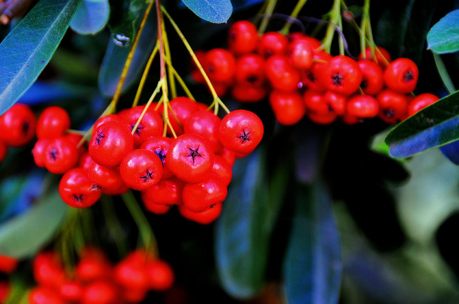 Red Berries by Lyle Huisken Red Berries by Lyle Huisken