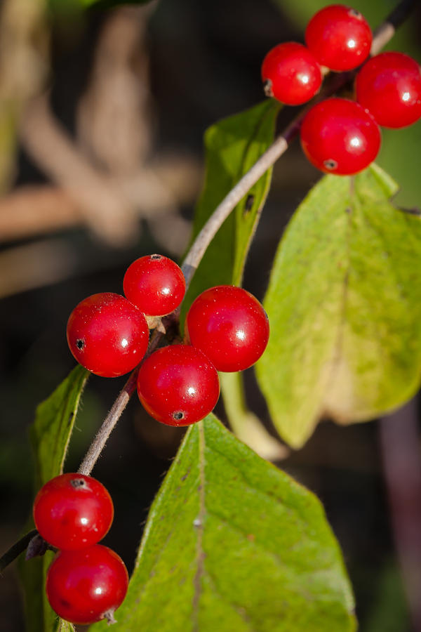 Red Berries of Fall Photograph by Joni Eskridge
