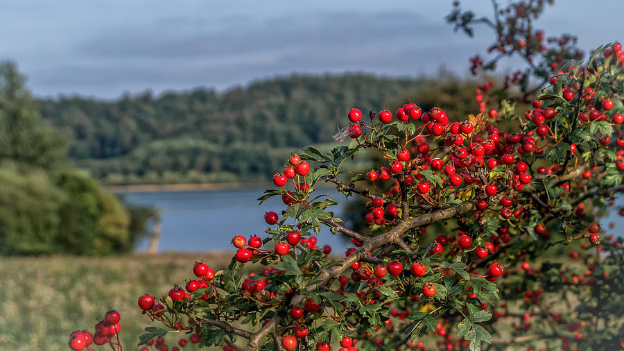 Red Berries On The Lake Photograph