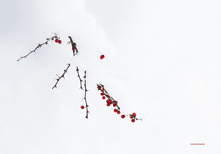 Winter Photograph - Red Berries by Ron Jones