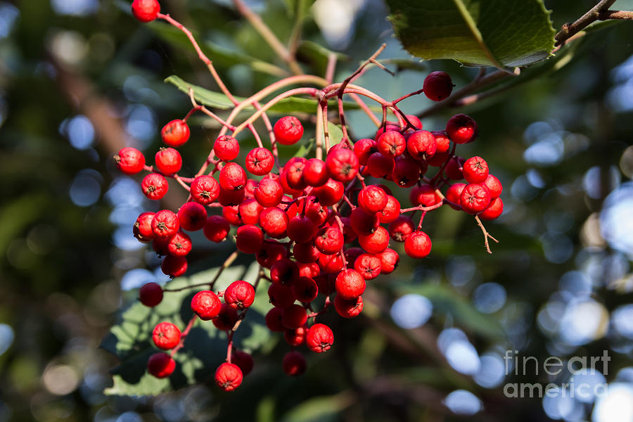 Red Berries Photograph by Suzanne Luft