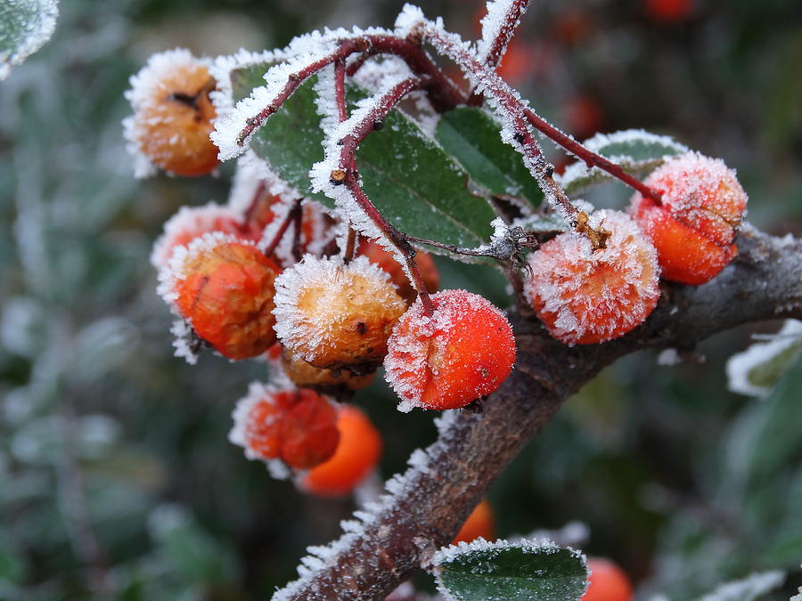 Winter Photograph - Red berries with frost  by Explorer Lenses Photography
