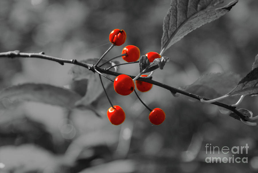 Red Berries with Black and White Background Photograph by Kevin Gladwell