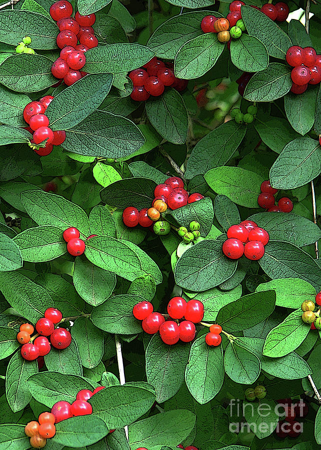 Red Berry Abundance Photograph by Deborah Johnson