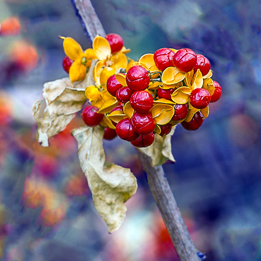 Red Berry Bunch Photograph by William Bitman