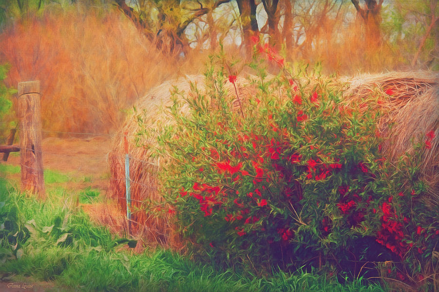 Red Berry Bush and Hay Rolls Photograph by Anna Louise
