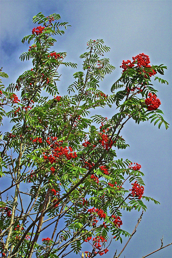 Red Berry Tree in Beaver, Washington Photograph by Ruth Hager