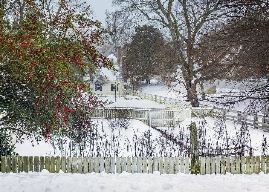 Red Berry Winter Colonial Williamsbur Photograph by Karen Jorstad