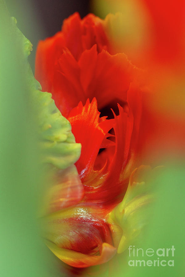 Tulip Photograph - Red Between Green Parrot Tulips by Heiko Koehrer-Wagner