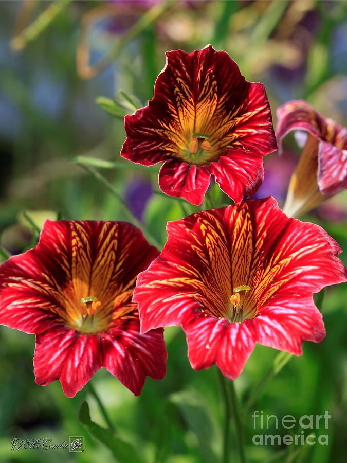 Red Bicolor Salpiglossis from the Giant Emperor Mix Photograph by J McCombie