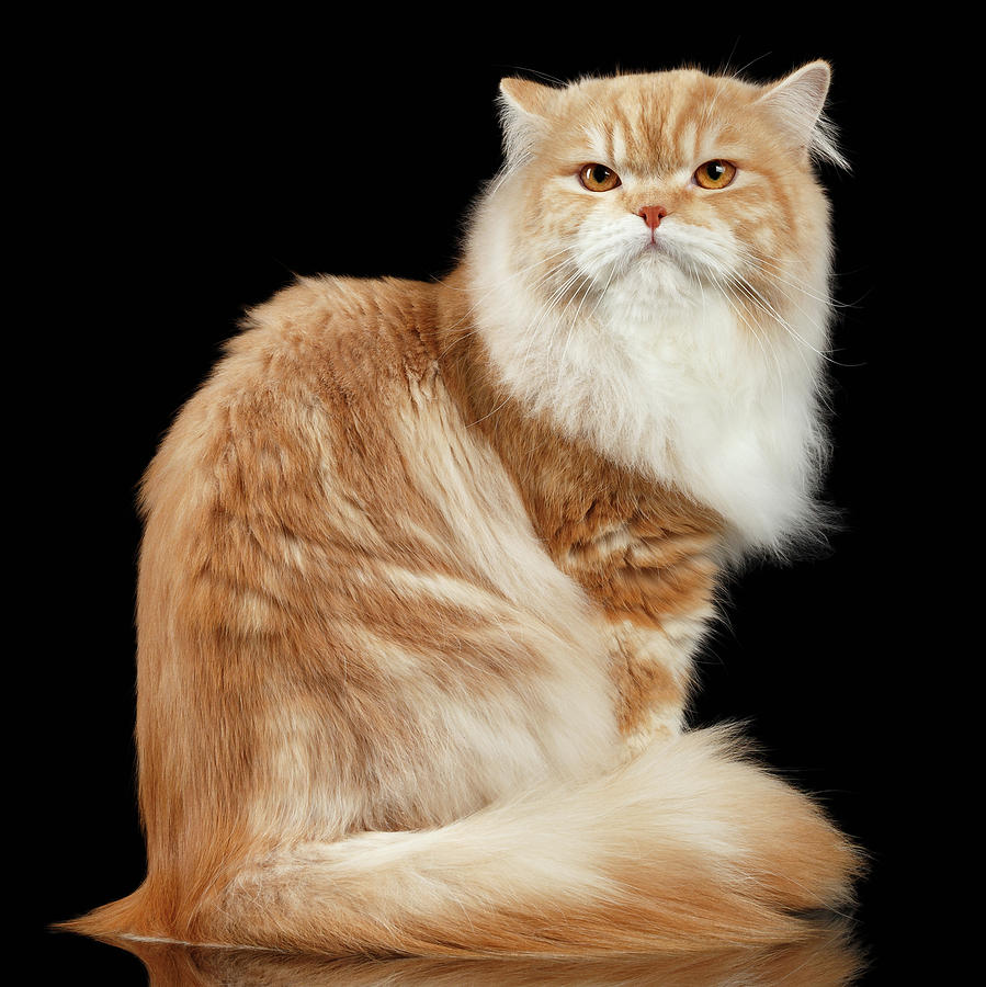 Animal Photograph - Red big adult persian Cat Angry Sits and turned Back on black  by Sergey Taran