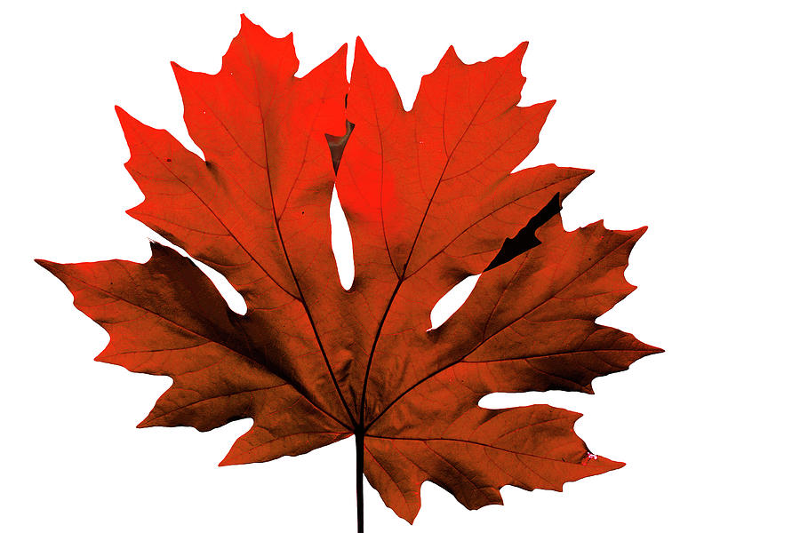 Red Big Leaf Maple Photograph by Frank Wilson