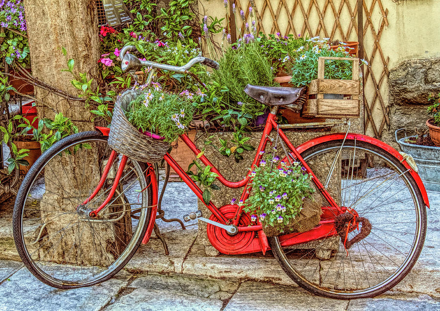 Red Bike Planter Photograph by Georgette Grossman