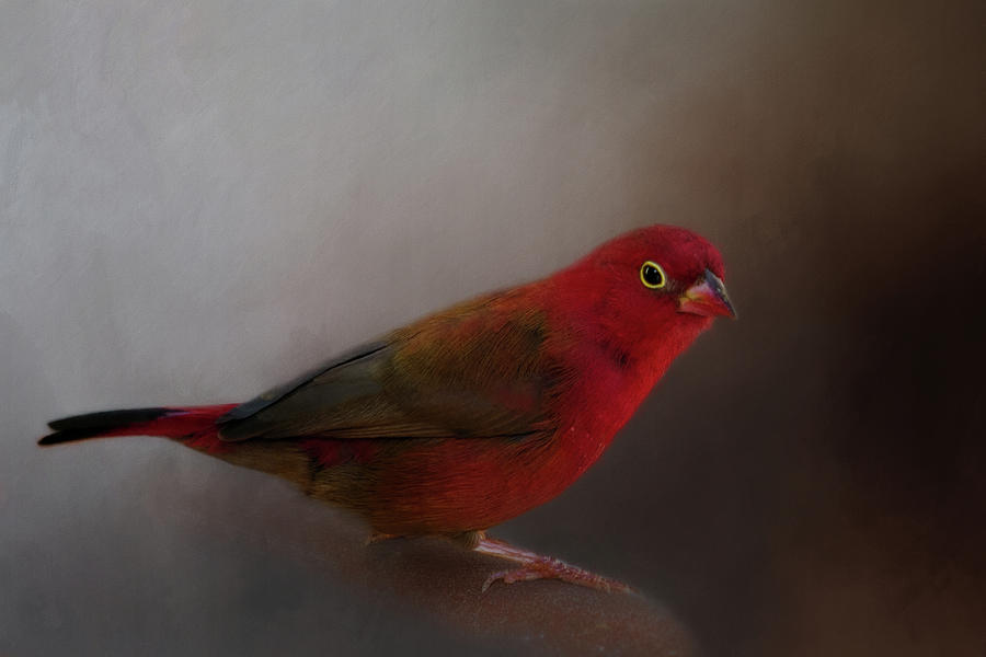 Red-billed Firefinch Photograph