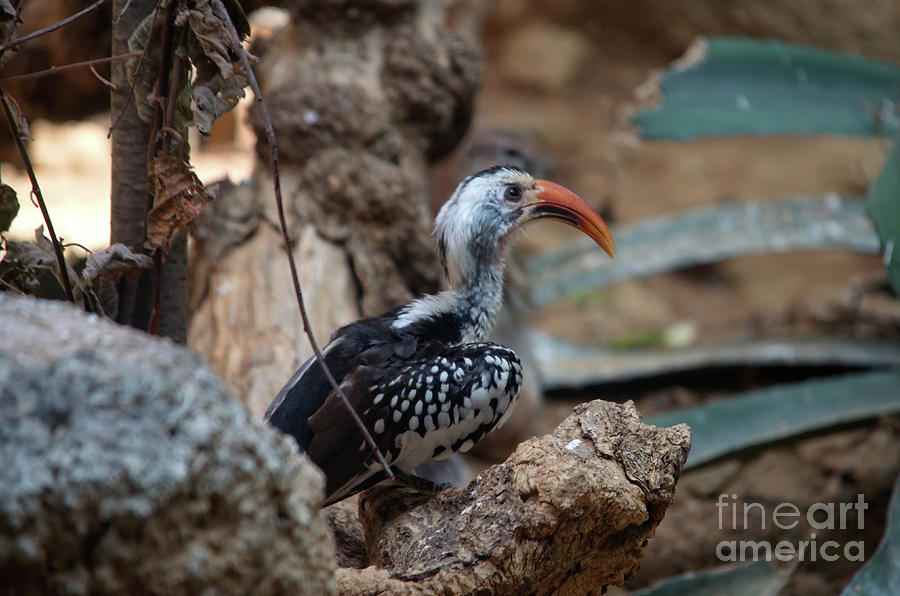 Red Billed Hornbill Photograph by Michelle Meenawong