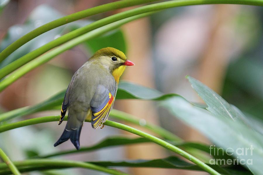 Bird Photograph - Red-Billed Leiothrix 2 by Miguel Celis