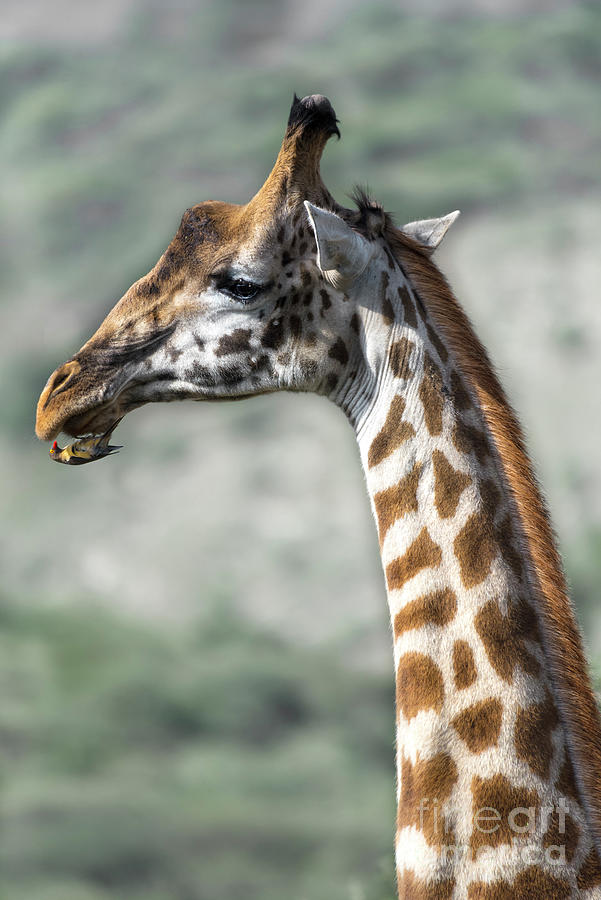 Red-billed oxpecker eating ticks from giraffes mouth Photograph by RicardMN Photography