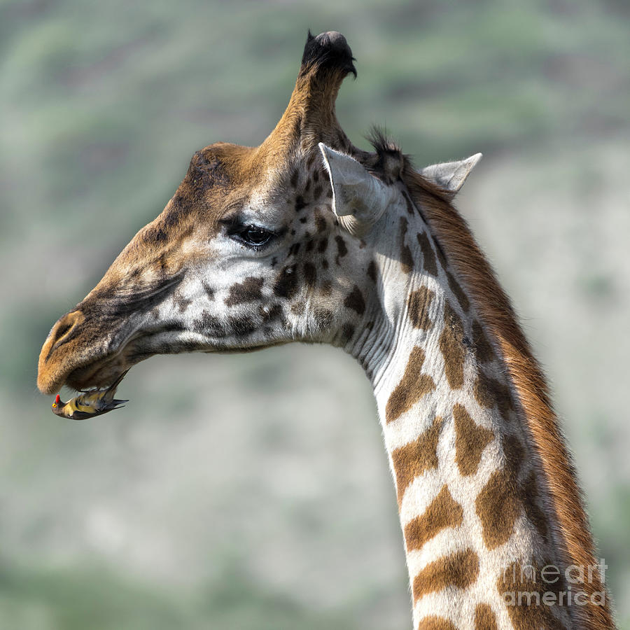 Red-billed Oxpecker Eating Ticks From Giraffes Mouth - Square Photograph by RicardMN Photography