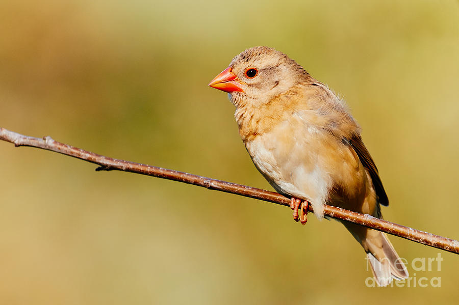 Red-billed Quelea in a forest Photograph by Nick  Biemans