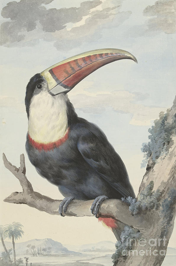 Toucan Painting - Red billed Toucan, 1748 by Aert Schouman Toucan Painting - Red billed Toucan, 1748 by Aert Schouman