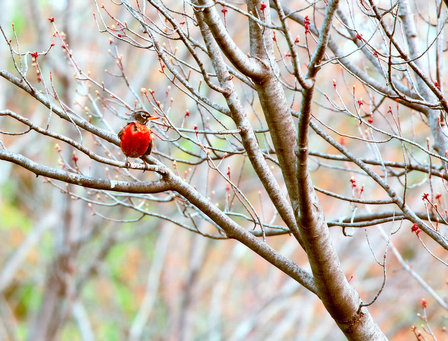 Red Bird Photograph by Bonnie Bruno