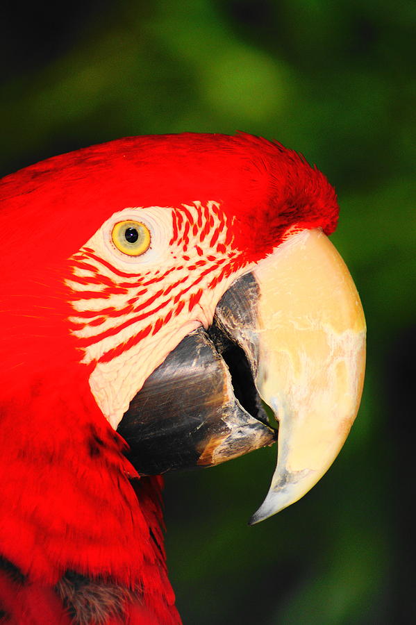 Red Bird Photograph by Daniel Thompson