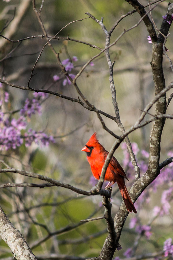 Cardinal Photograph - Red bird in a tree by Lisa Lemmons-Powers