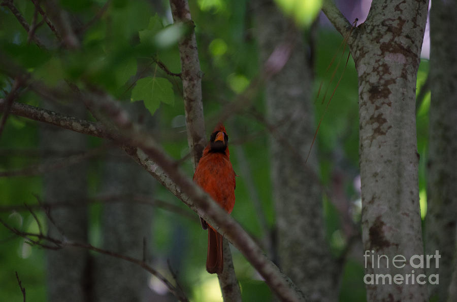 Red Bird In Maple Tree Photograph