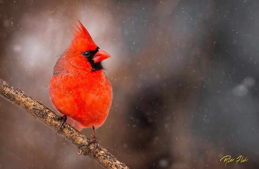 Red Bird in the Snow Photograph by Rikk Flohr