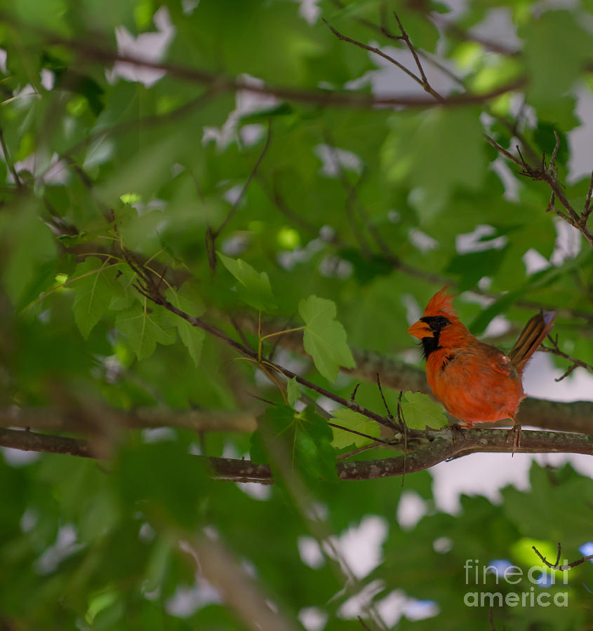 Red Bird In Tree Photograph