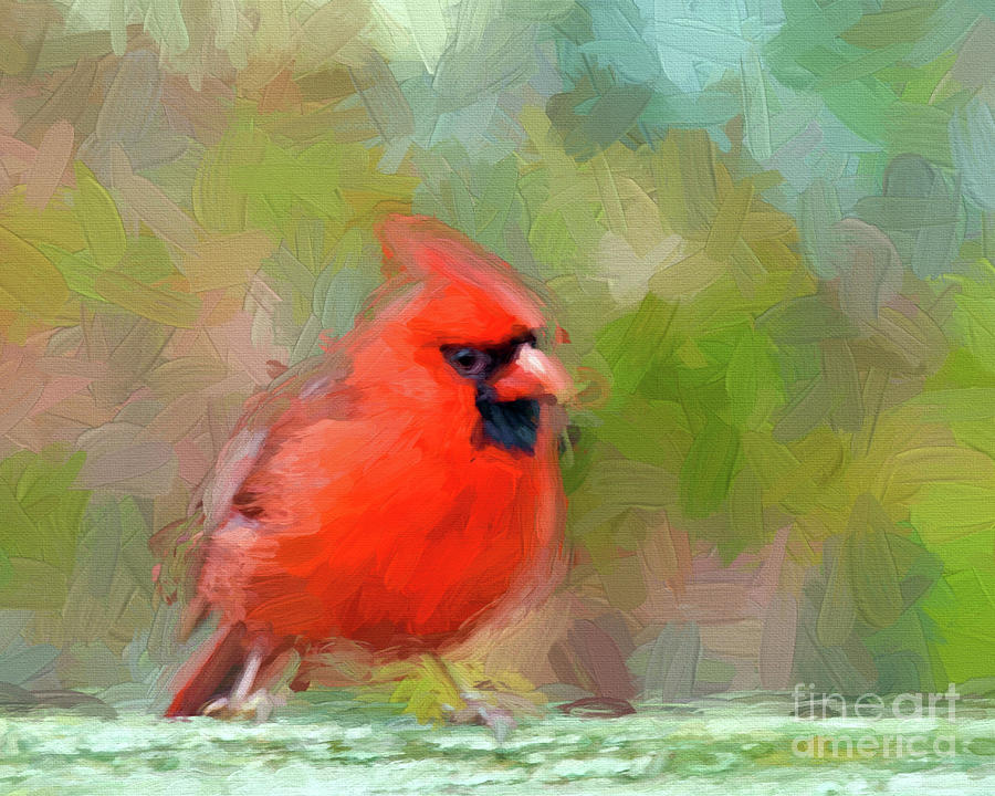 Red Bird Photograph by Kerri Farley