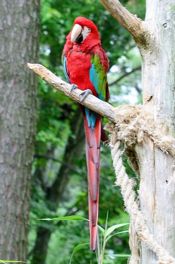Red Bird Photograph by Kim Bemis