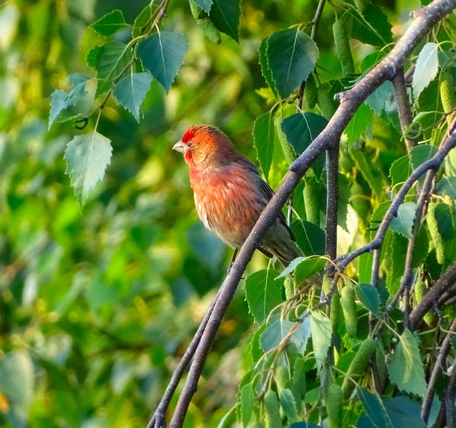 Red bird Photograph by Lilia D