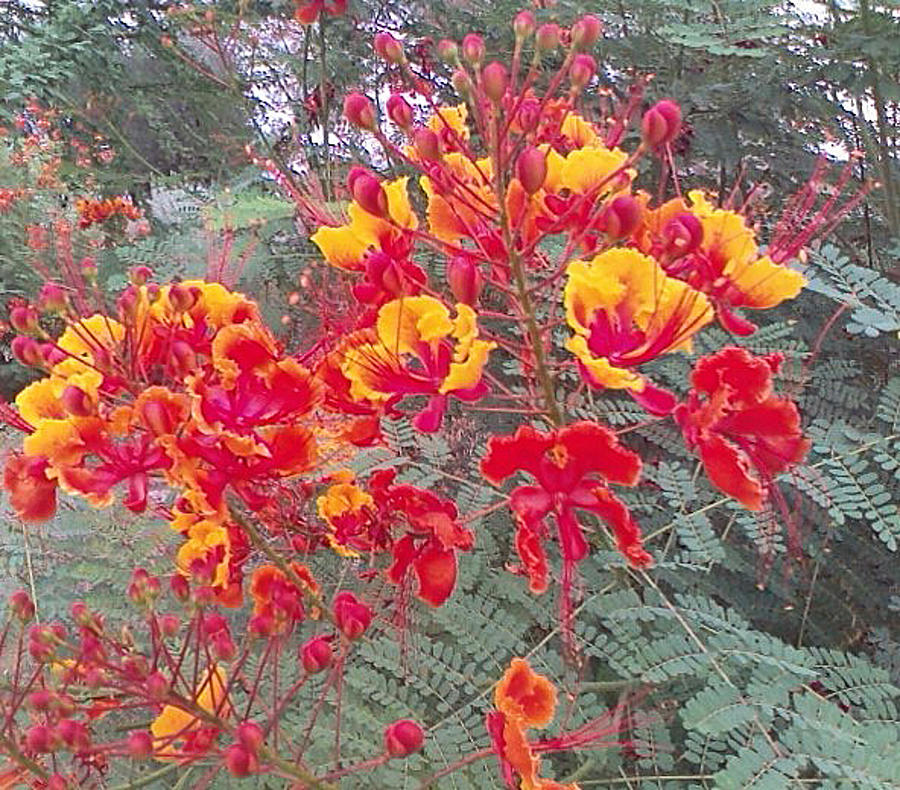Flowers Still Life Photograph - Red Bird Of Paradise, , Caesalpinia Pulcherrima by Jay Milo