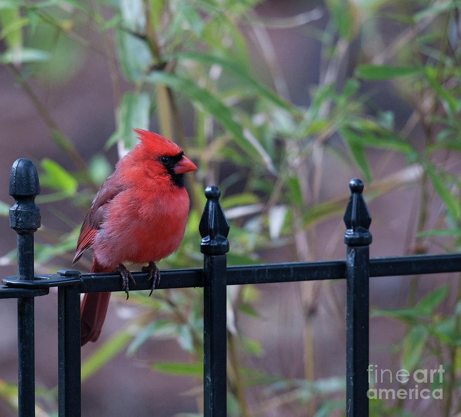 Red Bird on a Iron Fence Photograph by Dale Powell