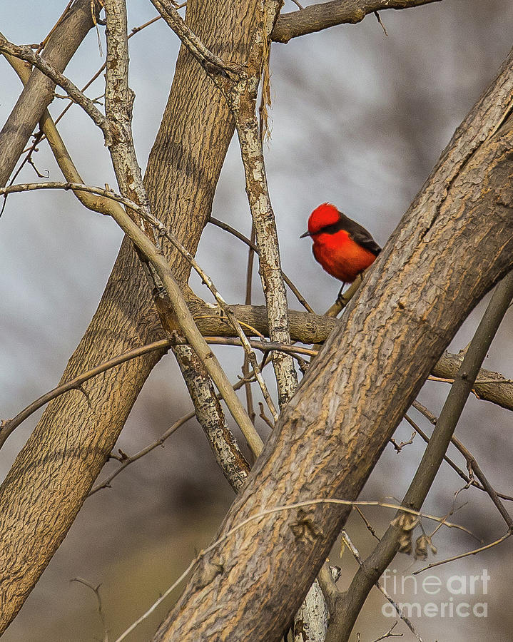 Red Bird Photograph by Randy Jackson