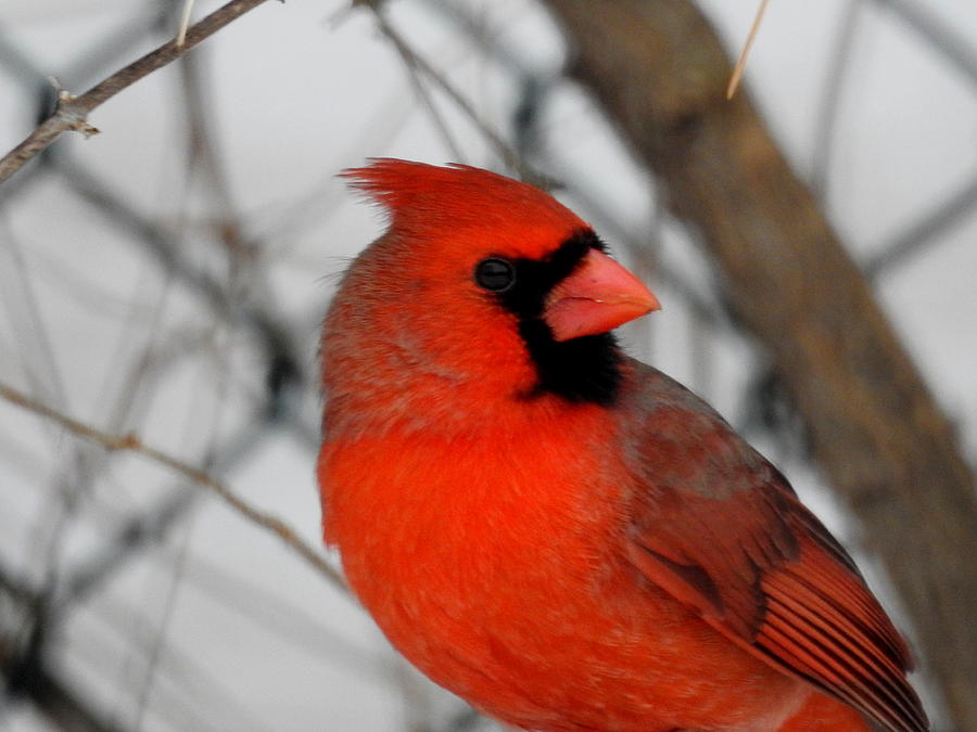 Red Bird Red Bird Photograph by Betty-Anne McDonald