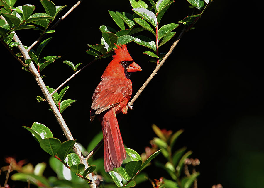 Red Bird Photograph by Ronnie And Frances Howard
