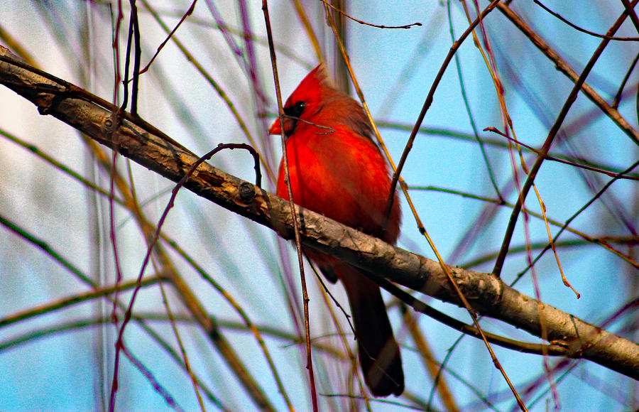 Red Bird Sitting Patiently Photograph by DB Hayes